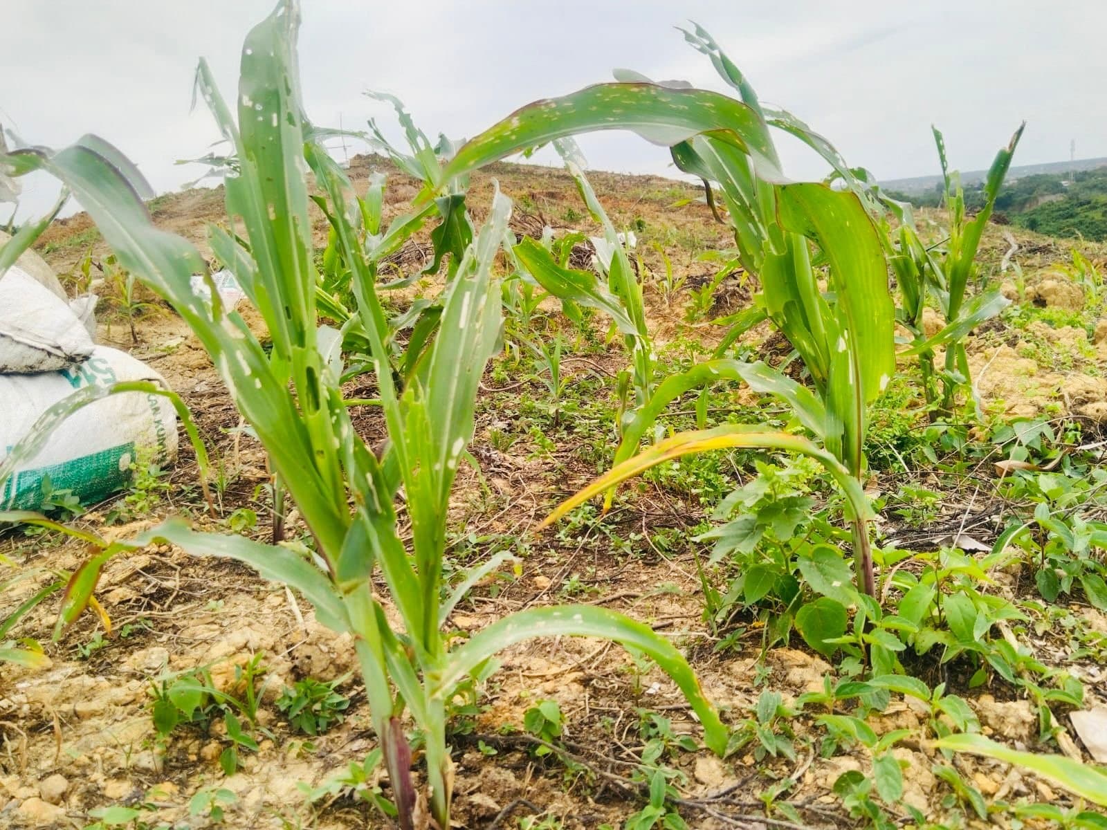 Jagung di Tanah Pulih, Sinergi Polisi-KPC Menghidupkan Pit J Kutai Timur
