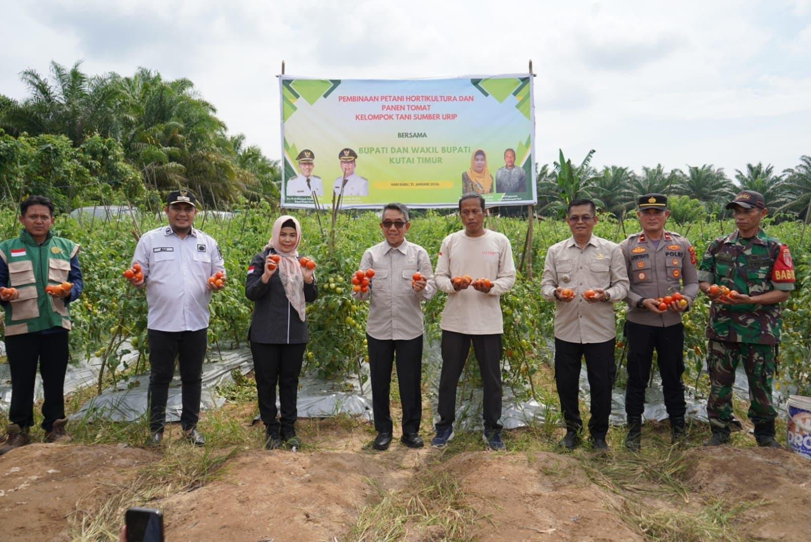 Panen Tomat Kandolo, Bukti Nyata Pembinaan Hortikultura Dorong Pendapatan Petani