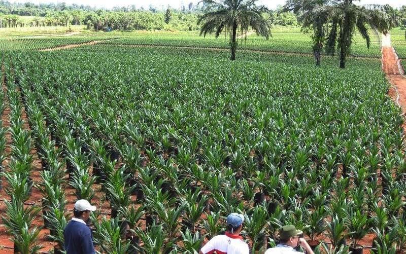 Kutim Dorong 128 Perusahaan Sawit Tuntaskan HGU dan Kebun Kemitraan