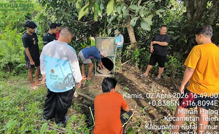 Beruang Madu Masuk Permukiman Kutim, BKSDA Kaltim Pasang Kandang Jebak