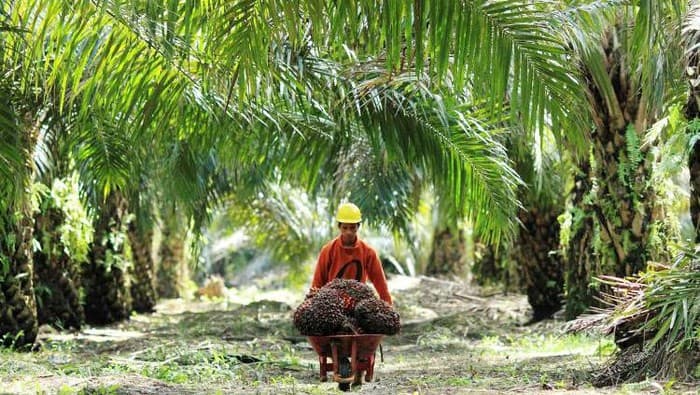 Tambang Lesu, DPRD Berau Usulkan Hilirisasi Perkebunan jadi Solusi
