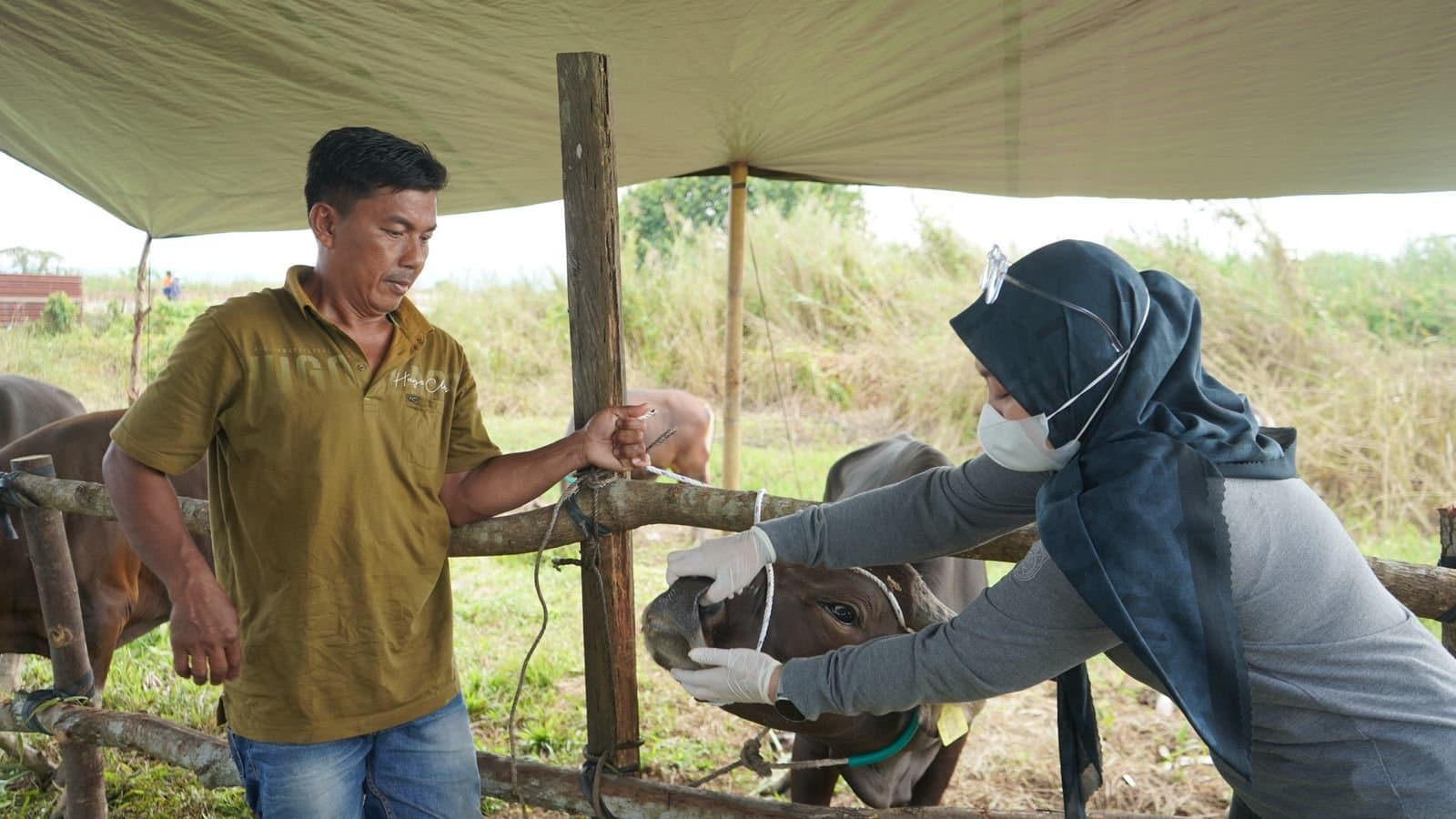 Warga Kutim Ingat ! Beli Hewan Kurban yang Ada Stikernya