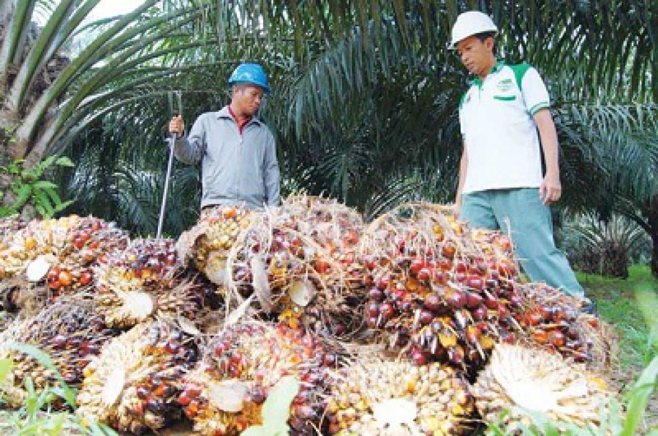 Kutim Perketat Pengawasan Sawit, Jaga Harga TBS Petani