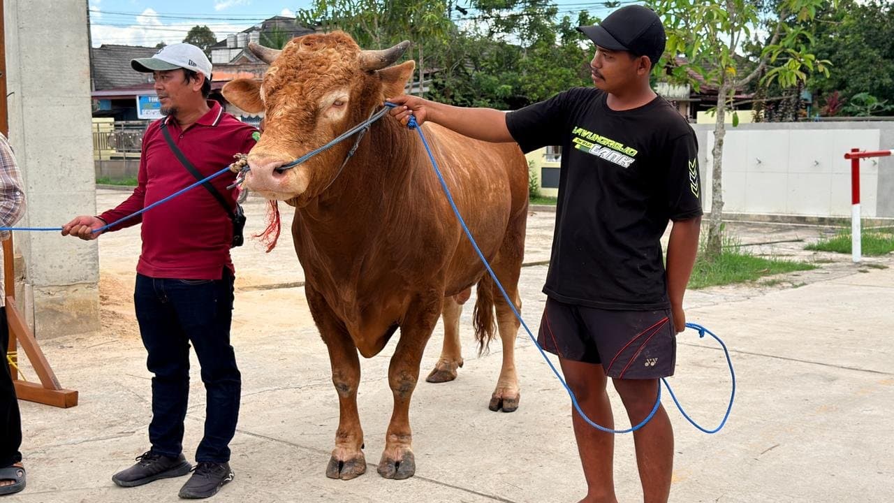 Sapi Presiden RI Hampir Satu Ton untuk Warga Kutim, Bupati Minta Distribusi dan Dokumentasi Transparan