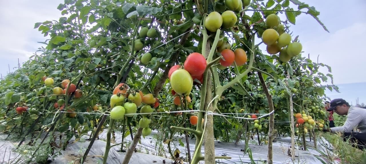 Potensi Rp140 Juta Per Hektare, Tomat Kandolo Menjanjikan Ekonomi Desa