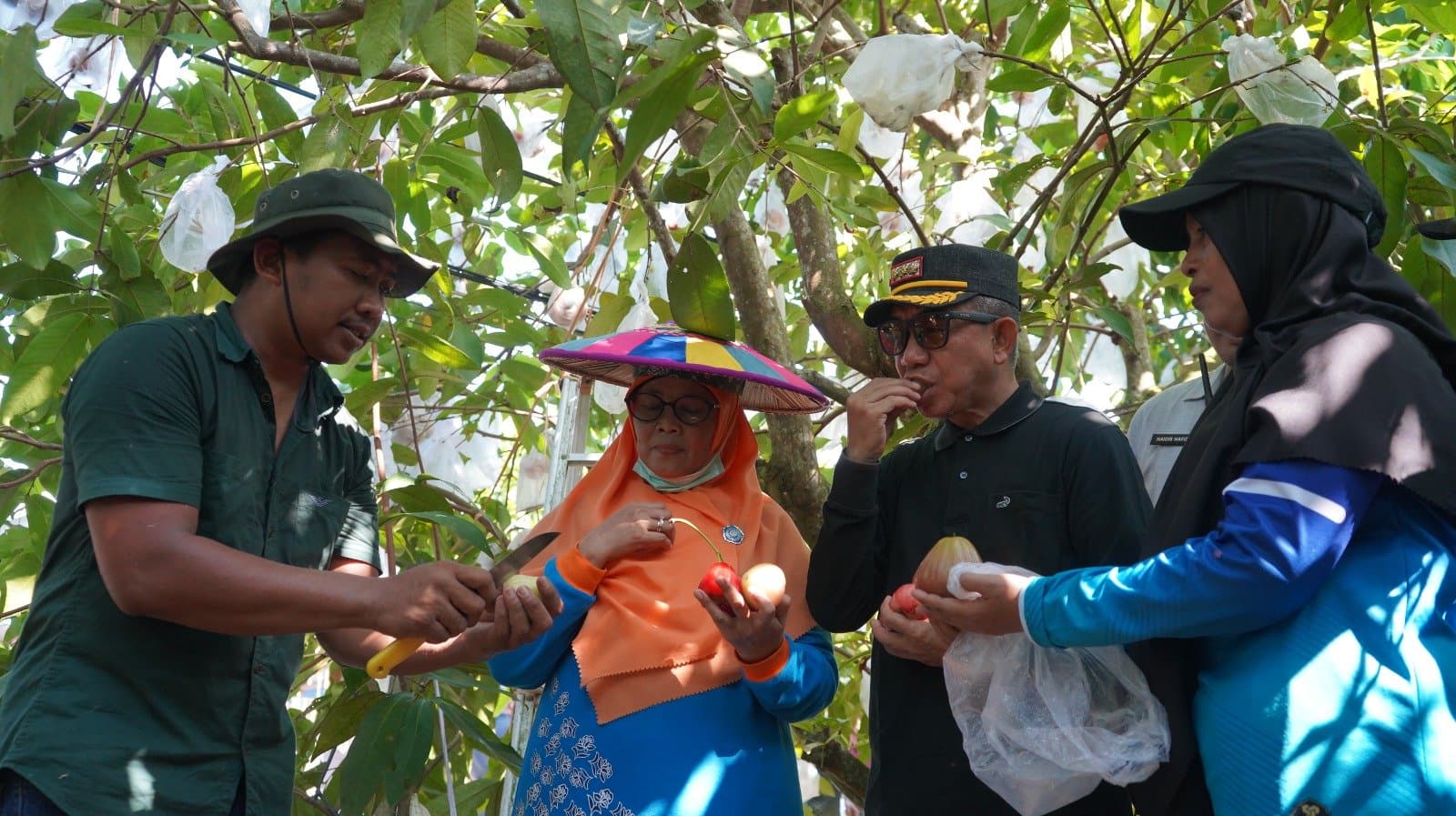 Kebun Jambu Beragam Varietas di Sangkima Curi Perhatian