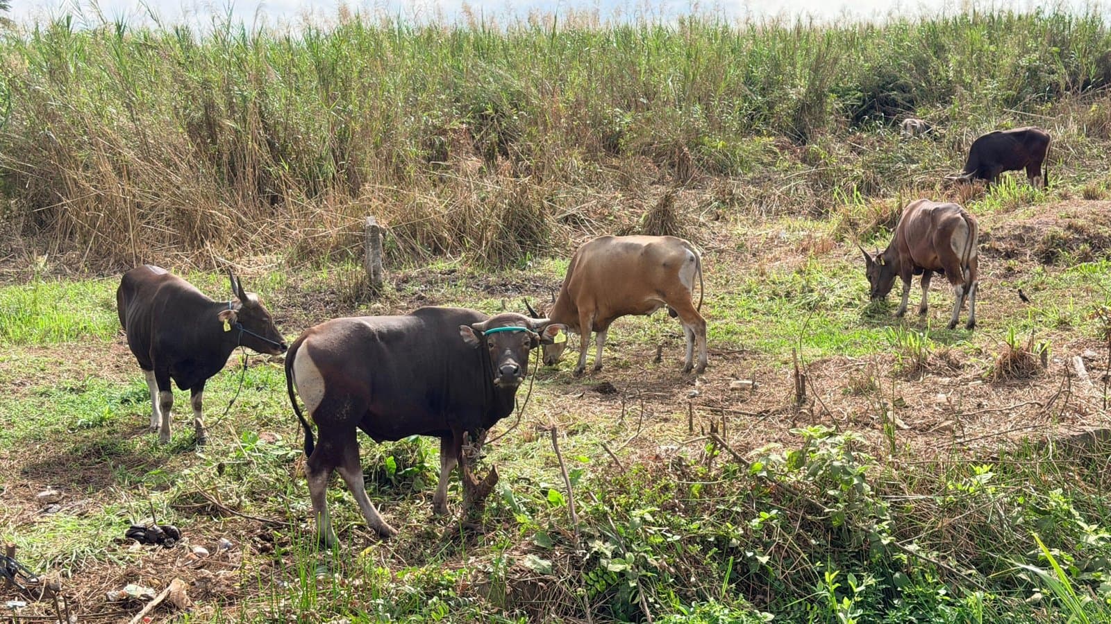 Lapak Hewan Kurban Menjamur di Sangatta, Harga Sapi Mulai Rp 15,5 Juta